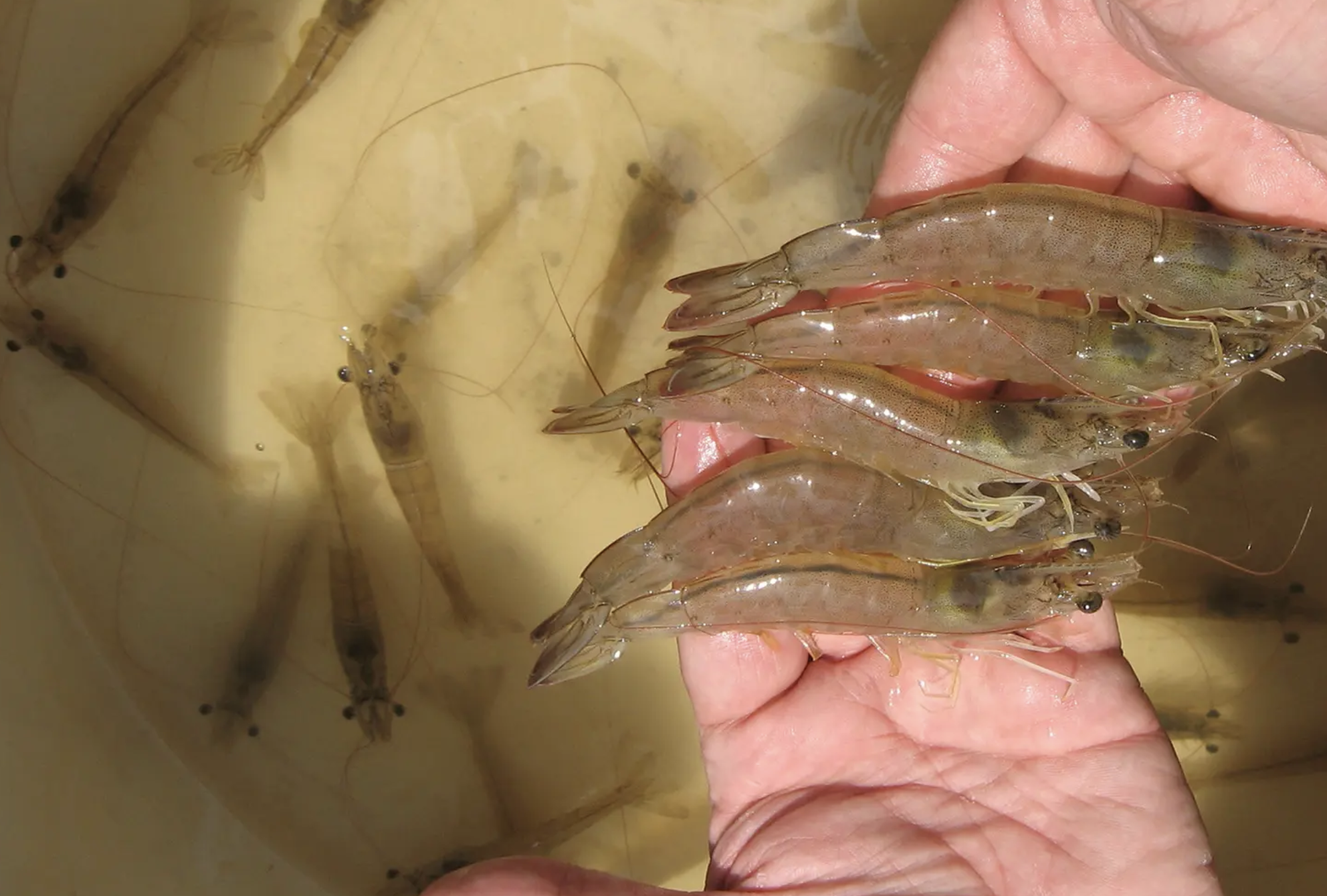 Aplicación del índice general de bienestar para el camarón blanco del Pacífico durante el crecimiento en estanques
